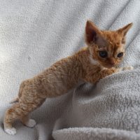 Red Hot Chili - Devon Rex kenel