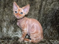 Red Hot Chili - Devon Rex kenel