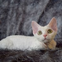 Red Hot Chili - Devon Rex kenel