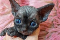 Red Hot Chili - Devon Rex kenel