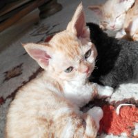 Red Hot Chili - Devon Rex kenel