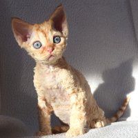 Red Hot Chili - Devon Rex kenel