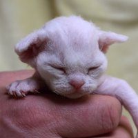 Red Hot Chili - Devon Rex kenel