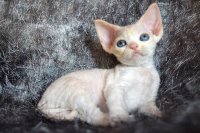 Red Hot Chili - Devon Rex kenel