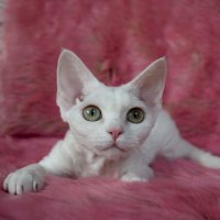 Red Hot Chili - Devon Rex kenel