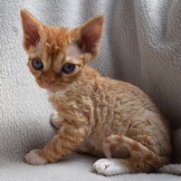 Red Hot Chili - Devon Rex kenel