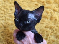 Red Hot Chili - Devon Rex kenel