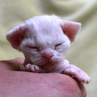 Red Hot Chili - Devon Rex kenel