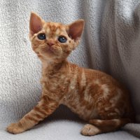 Red Hot Chili - Devon Rex kenel