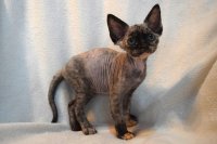 Red Hot Chili - Devon Rex kenel