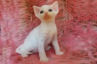 Red Hot Chili - Devon Rex kenel