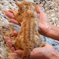 Red Hot Chili - Devon Rex kenel