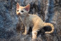 Red Hot Chili - Devon Rex kenel