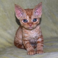 Red Hot Chili - Devon Rex kenel