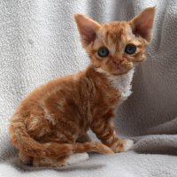 Red Hot Chili - Devon Rex kenel