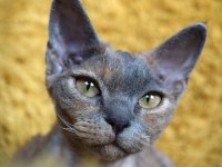 Red Hot Chili - Devon Rex kenel