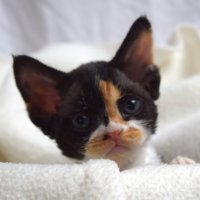 Red Hot Chili - Devon Rex kenel