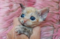 Red Hot Chili - Devon Rex kenel