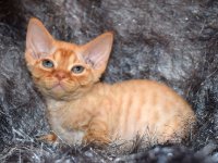 Red Hot Chili - Devon Rex kenel