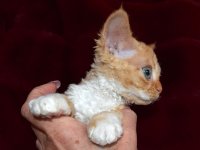 Red Hot Chili - Devon Rex kenel