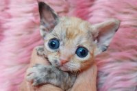 Red Hot Chili - Devon Rex kenel