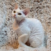 Red Hot Chili - Devon Rex kenel