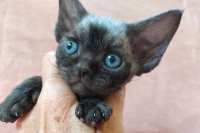 Red Hot Chili - Devon Rex kenel