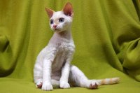 Red Hot Chili - Devon Rex kenel