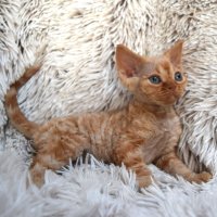 Red Hot Chili - Devon Rex kenel