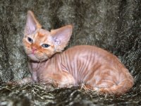 Red Hot Chili - Devon Rex kenel