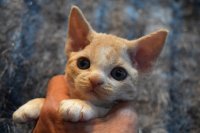 Red Hot Chili - Devon Rex kenel