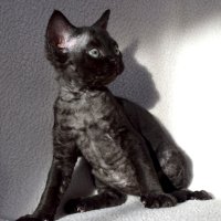 Red Hot Chili - Devon Rex kenel