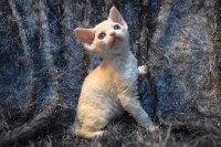 Red Hot Chili - Devon Rex kenel