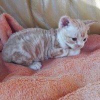 Red Hot Chili - Devon Rex kenel