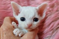 Red Hot Chili - Devon Rex kenel