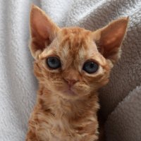 Red Hot Chili - Devon Rex kenel