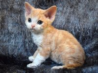 Red Hot Chili - Devon Rex kenel