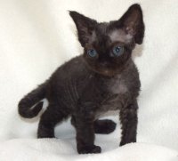 Red Hot Chili - Devon Rex kenel