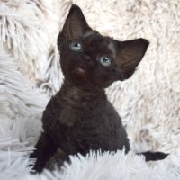 Red Hot Chili - Devon Rex kenel