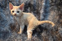 Red Hot Chili - Devon Rex kenel