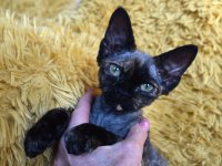 Red Hot Chili - Devon Rex kenel