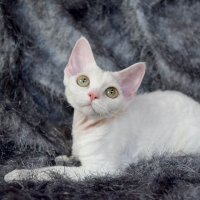 Red Hot Chili - Devon Rex kenel