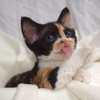 Red Hot Chili - Devon Rex kenel