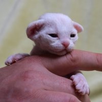 Red Hot Chili - Devon Rex kenel