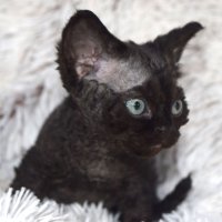 Red Hot Chili - Devon Rex kenel