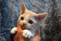 Red Hot Chili - Devon Rex kenel