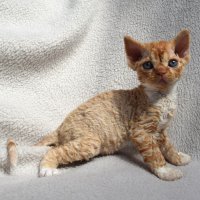 Red Hot Chili - Devon Rex kenel