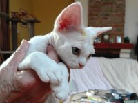 Red Hot Chili - Devon Rex kenel