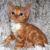 Red Hot Chili - Devon Rex kenel