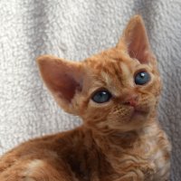 Red Hot Chili - Devon Rex kenel